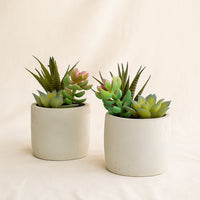 Artificial Green Succulent Set