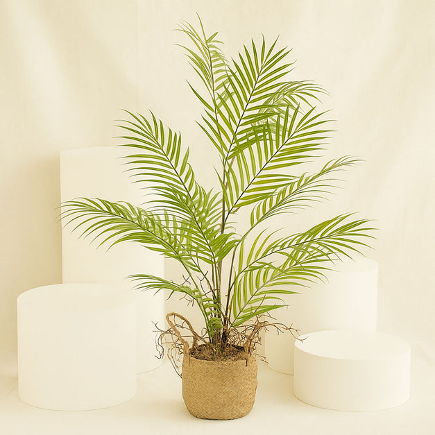Artificial Kentia Palm Plant