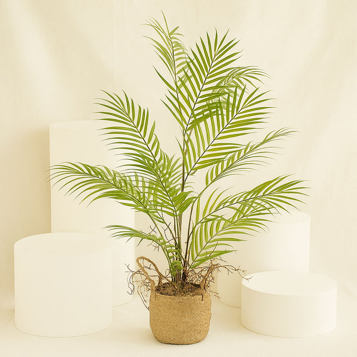 Artificial Kentia Palm Plant