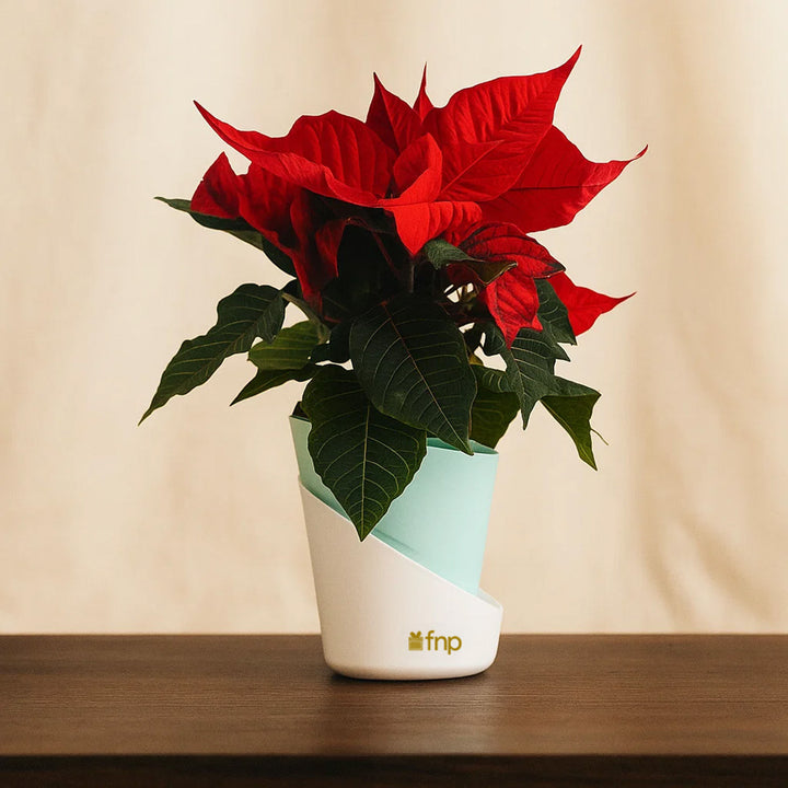 مجموعة هدايا نبتة البونسيتا الحمراء