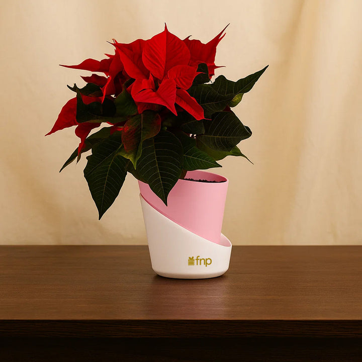 مجموعة هدايا نبتة البونسيتا الحمراء