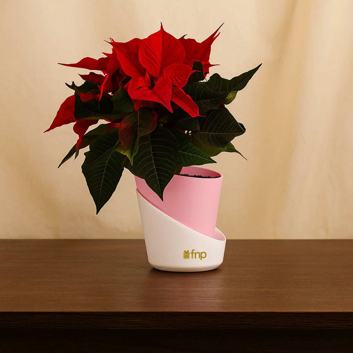 مجموعة هدايا نبتة البونسيتا الحمراء