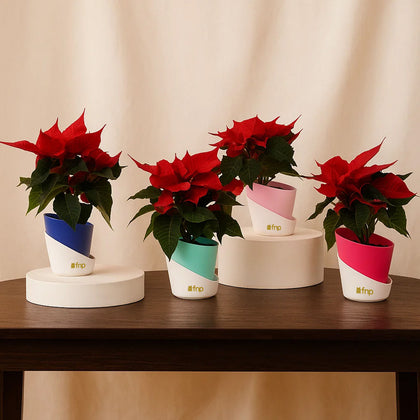 مجموعة هدايا نبتة البونسيتا الحمراء