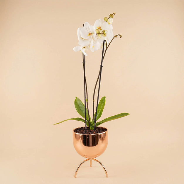 زهرة الأوركيد الأبيض في مزهرية ذهبية