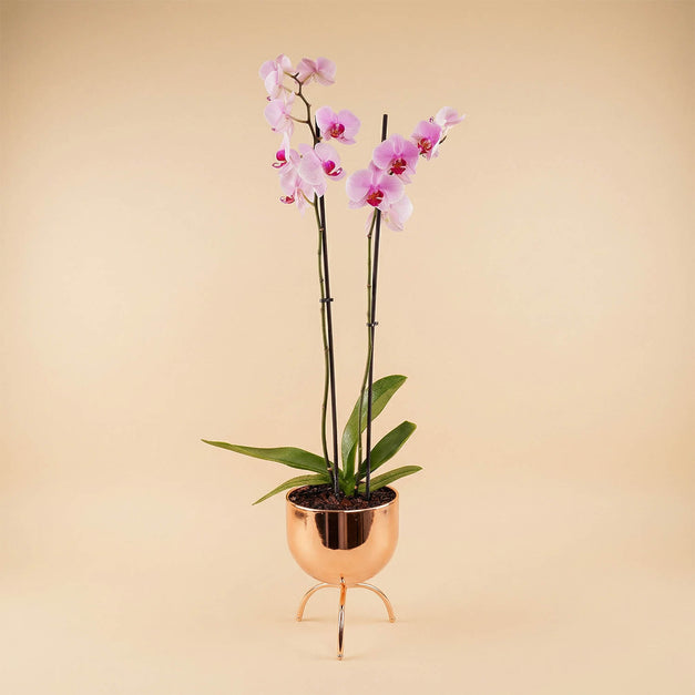 Purple Orchid in Premium Golden Pot