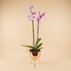 Purple Orchid in Premium Golden Pot