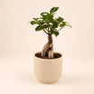 Bonsai Plant Ceramic Pot