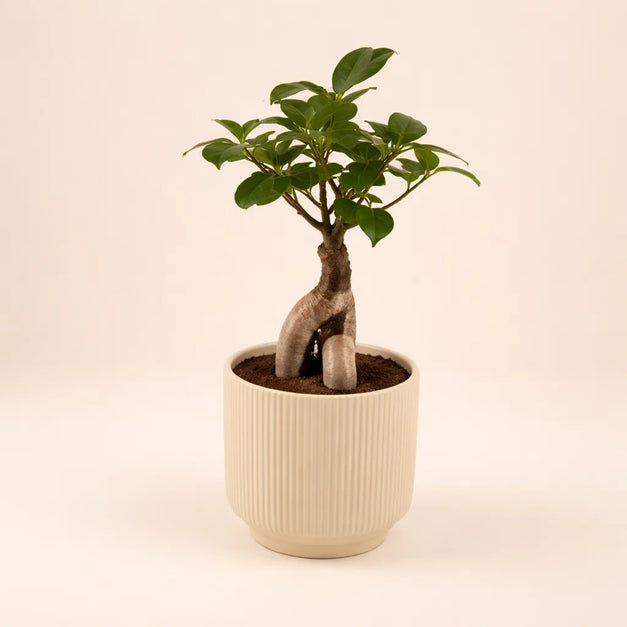 Bonsai Plant Ceramic Pot