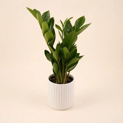 Zamia Plant White Ceramic Pot