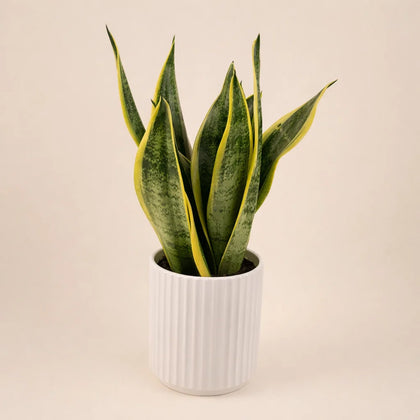Snake Plant in Patterned Ceramic Pot