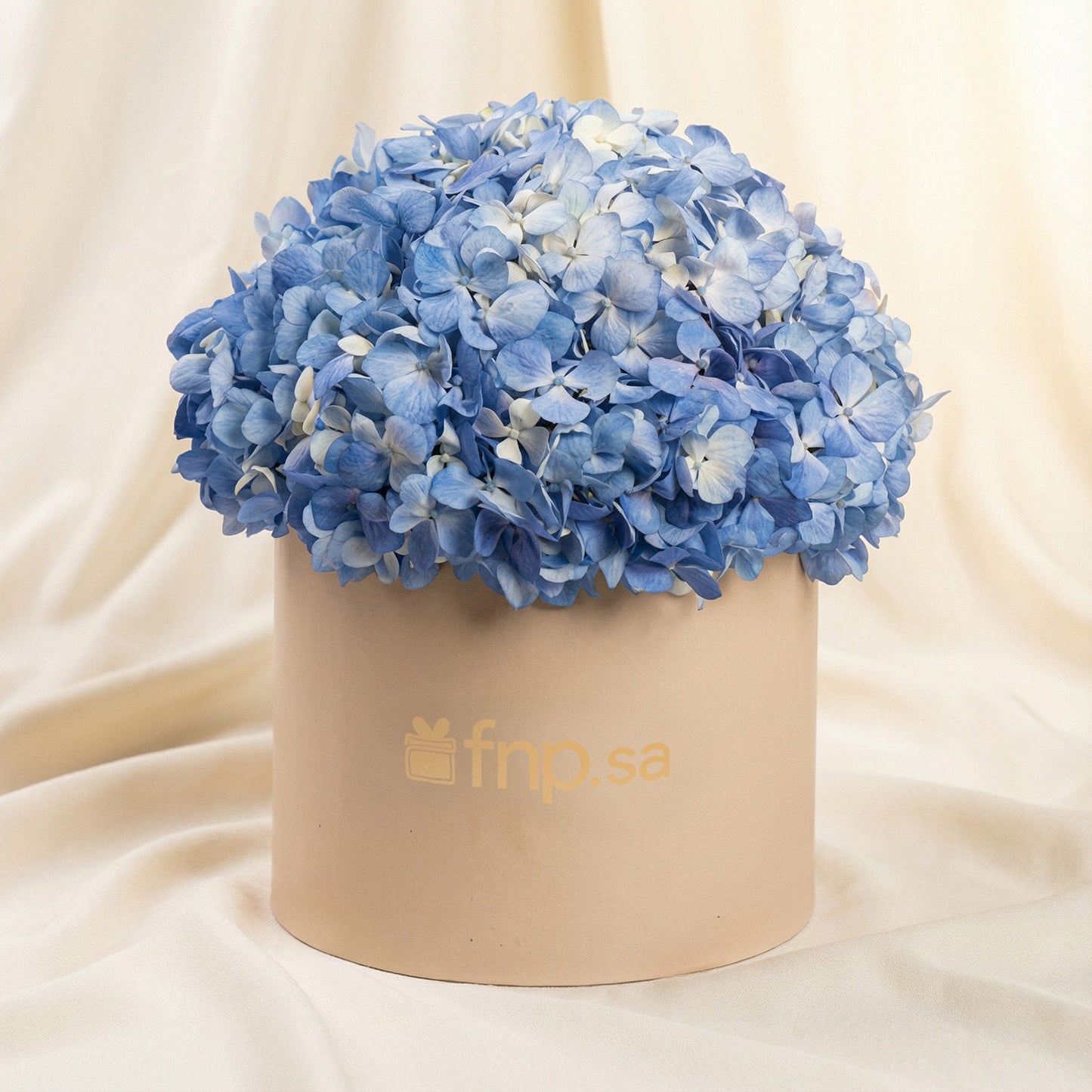 بوكس ورد هيدرانجيا زرقاء