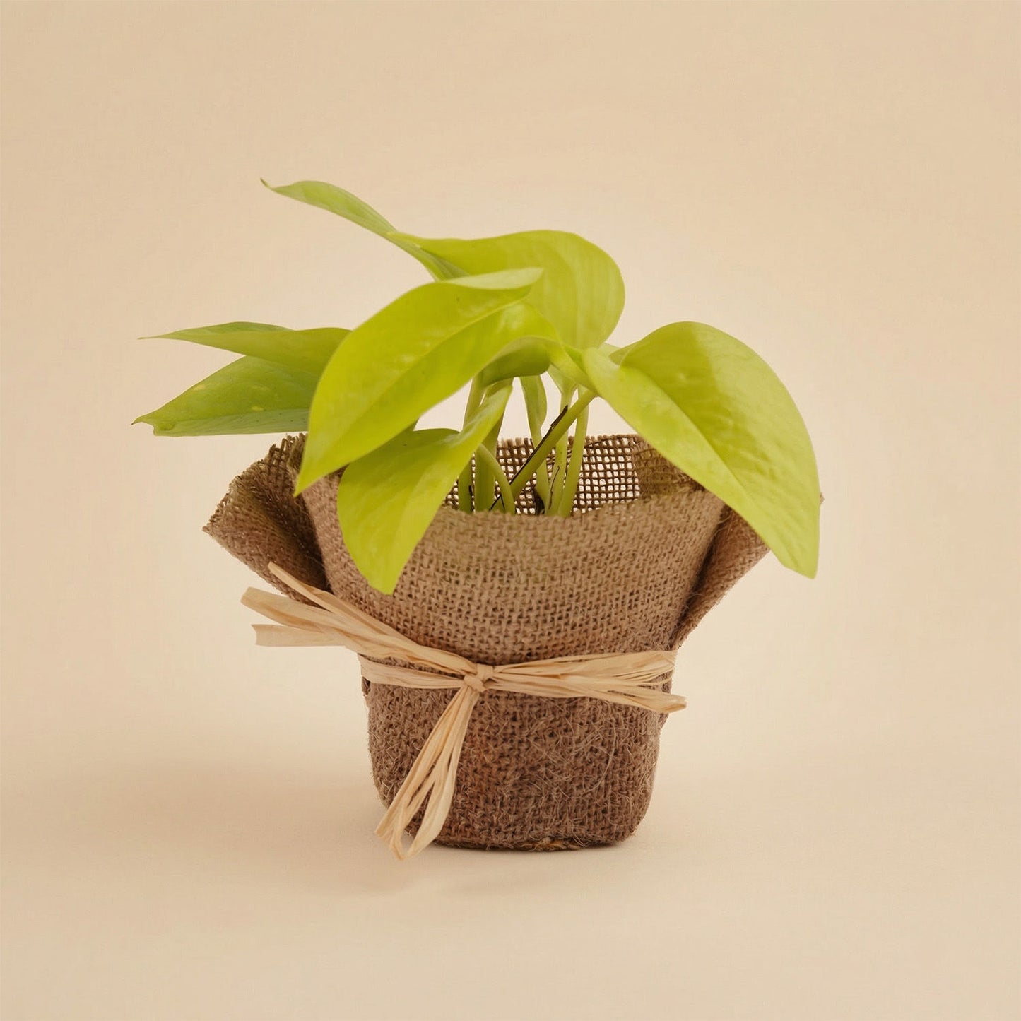 Premium Treats & Pothos Plant Ramadan Basket