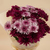 Chrysanthemums Flower Bouquet Gift Set for Her