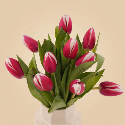 مزهرية عبير التوليب الساحرة