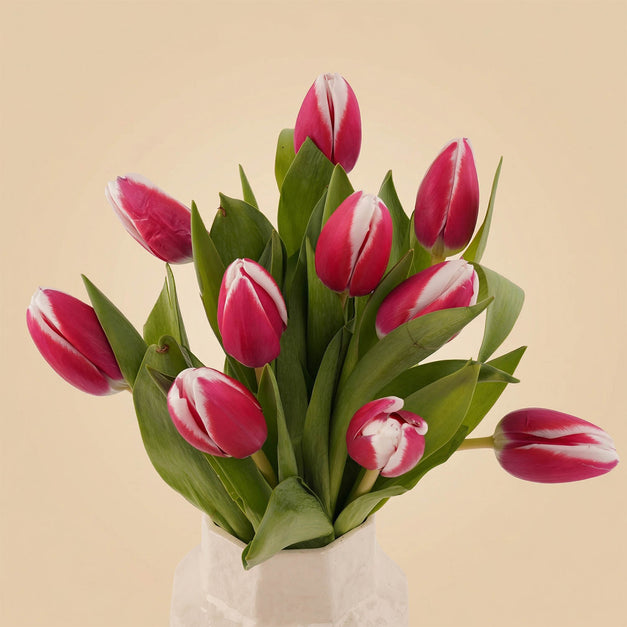 مزهرية عبير التوليب الساحرة