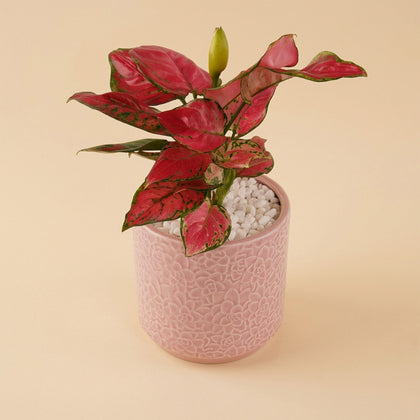 Red Aglaonema Vase with Burberry London Perfume for Her