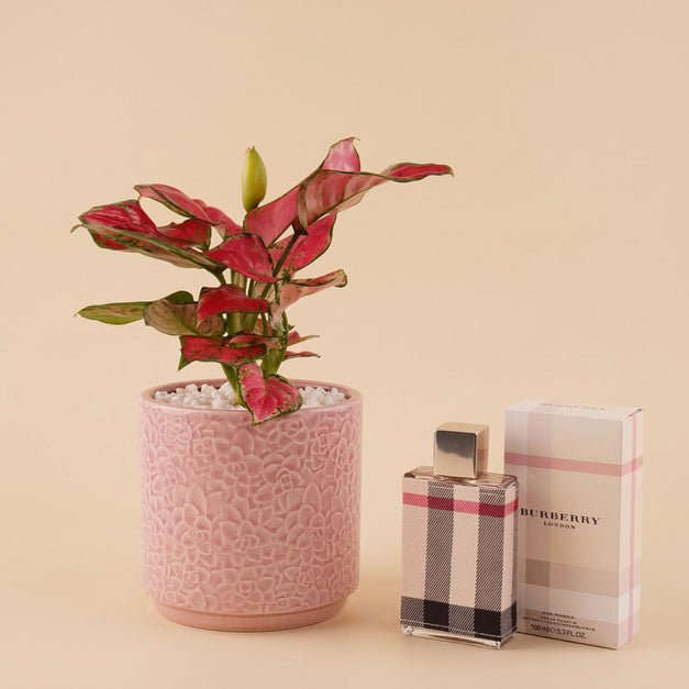 Red Aglaonema Vase with Burberry London Perfume for Her