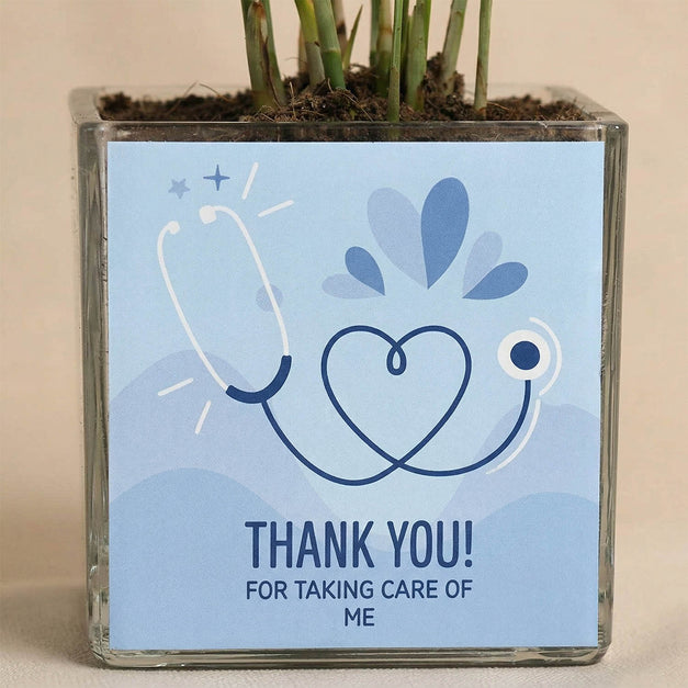 نبات تشاميدوريا هدية يوم الطبيب