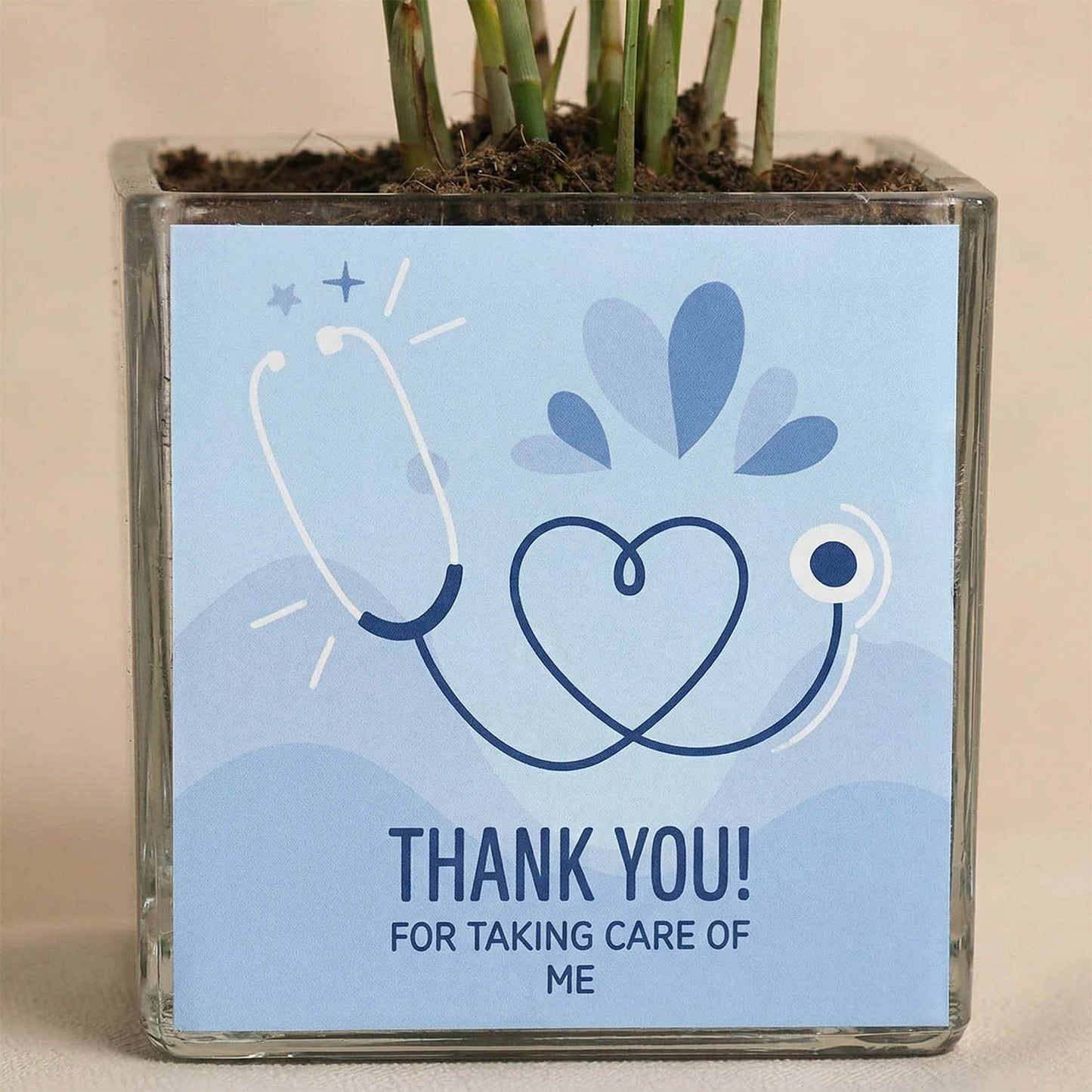 نبات تشاميدوريا هدية يوم الطبيب