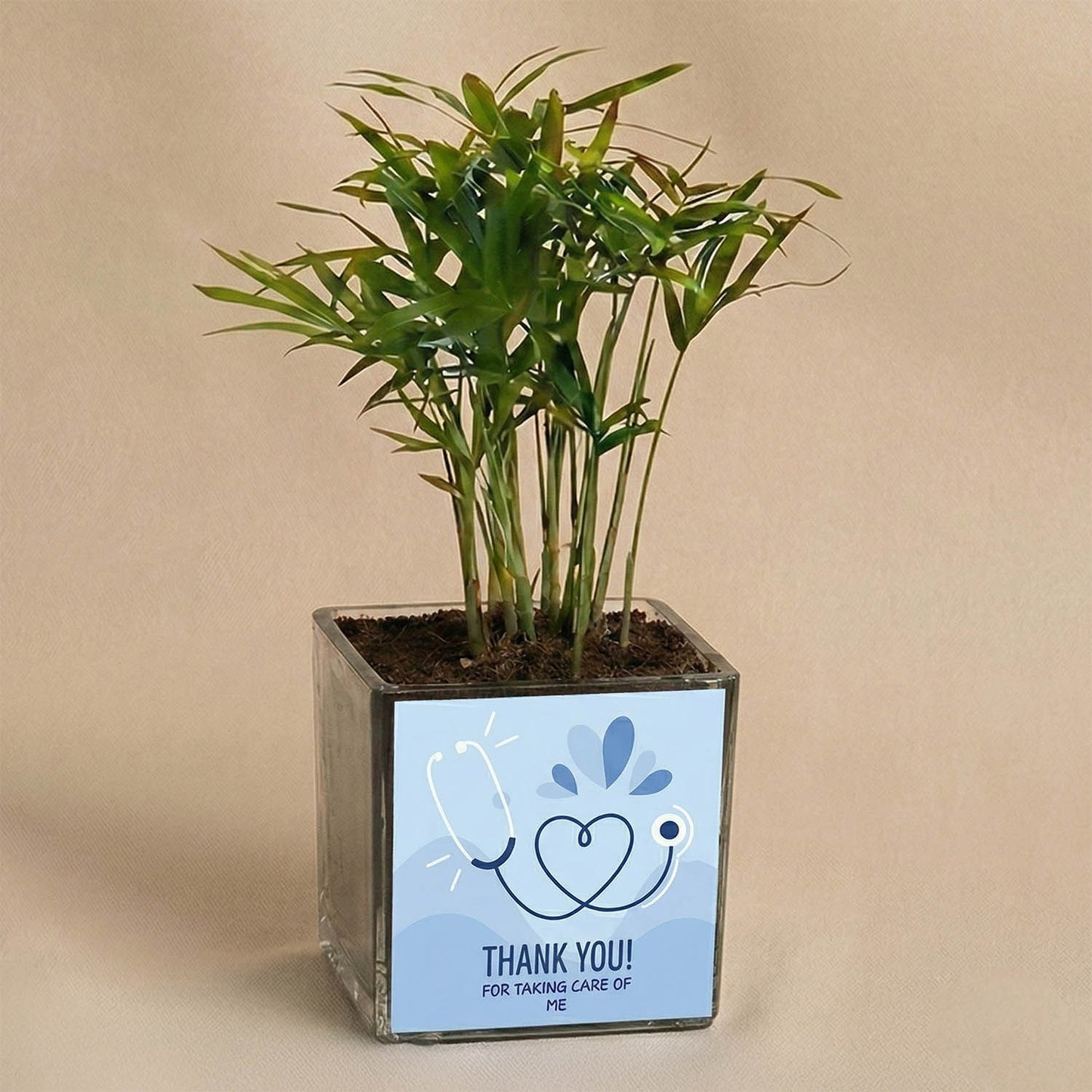 نبات تشاميدوريا هدية يوم الطبيب