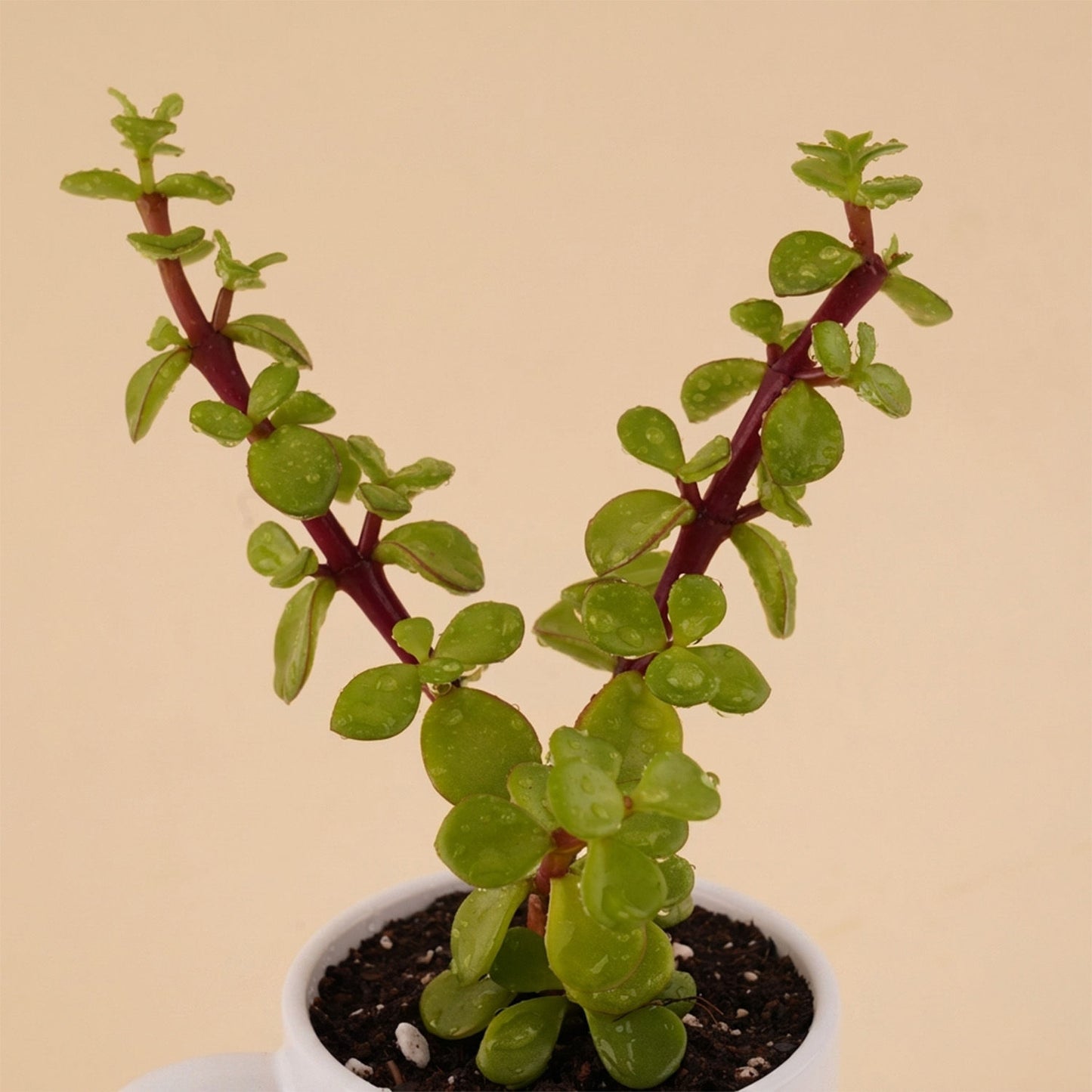 Graduation Plant in Mug