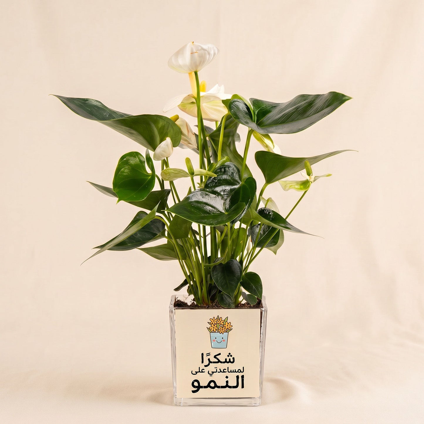 نبتة الأنثوريوم البيضاء