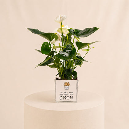 White Anthurium Plant