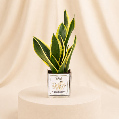 Elegant Sansevieria for Dad