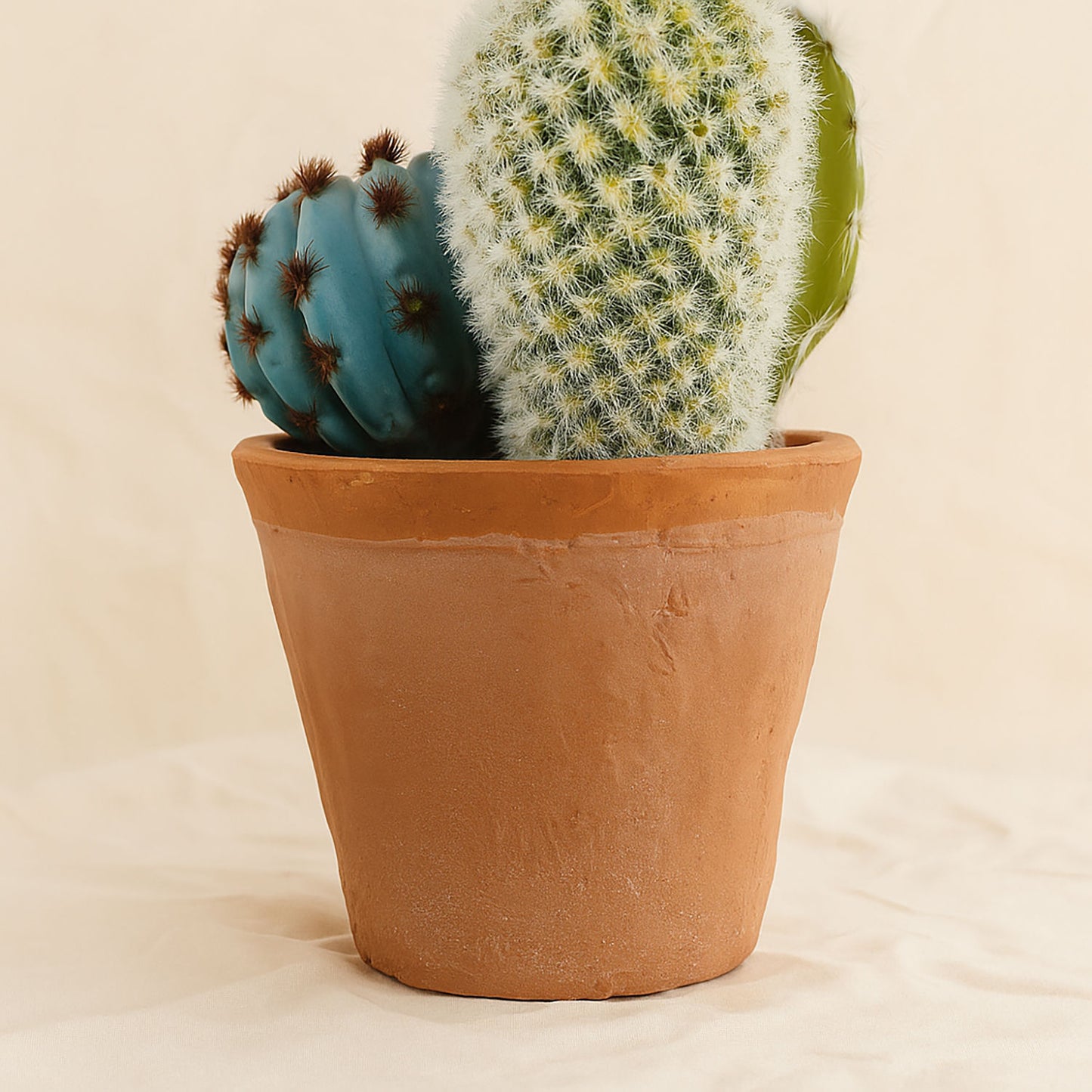 Colorful Cactus Blooming Pot