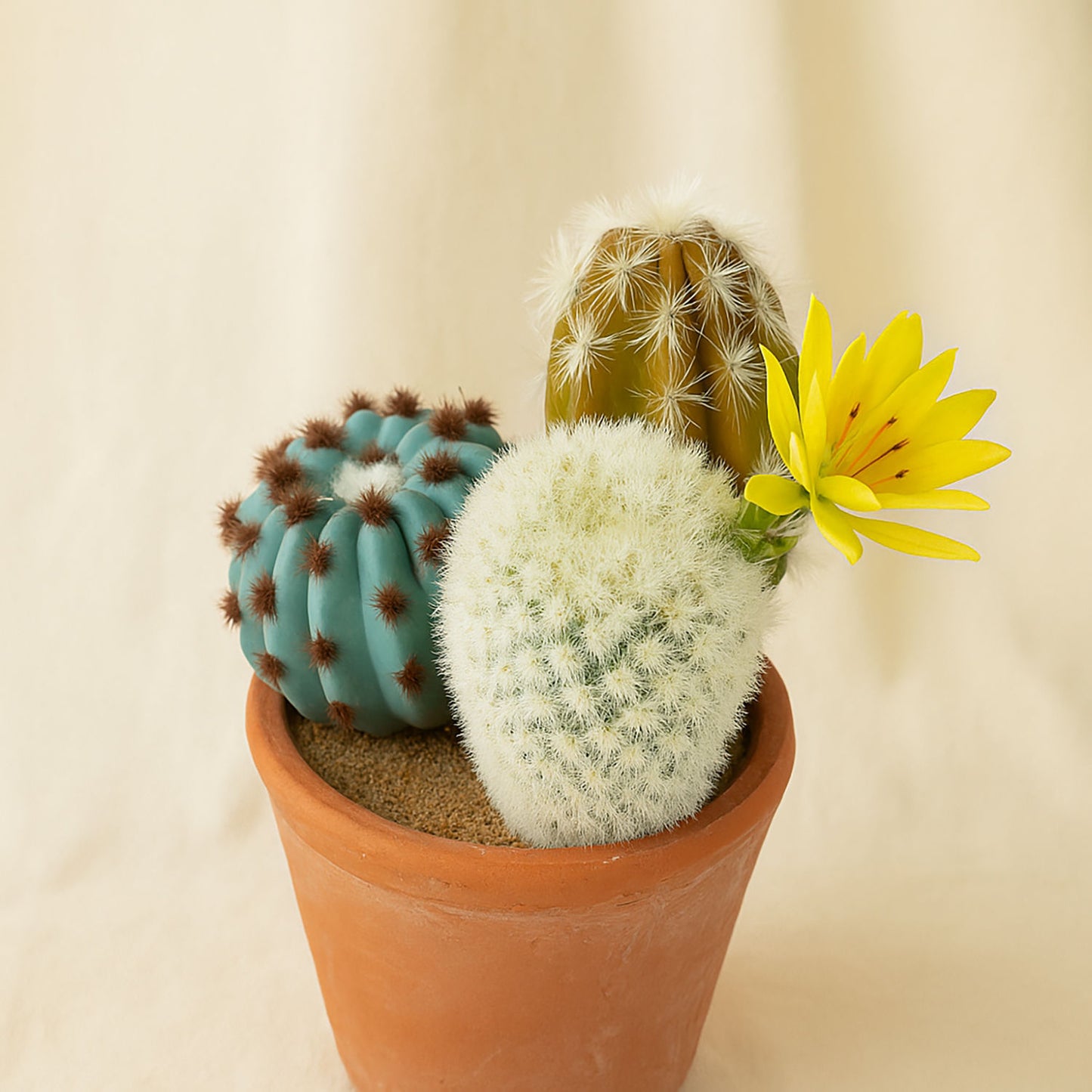 Colorful Cactus Blooming Pot