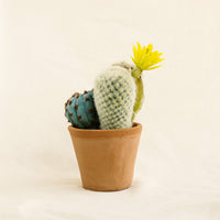Colorful Cactus Blooming Pot