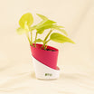 Elegant Money Plant Red Pot