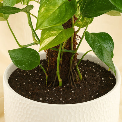 Epipremnum Pinnatum Climber Plant