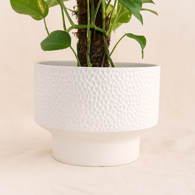 نبتة ابيبريمنيوم المتسلقة