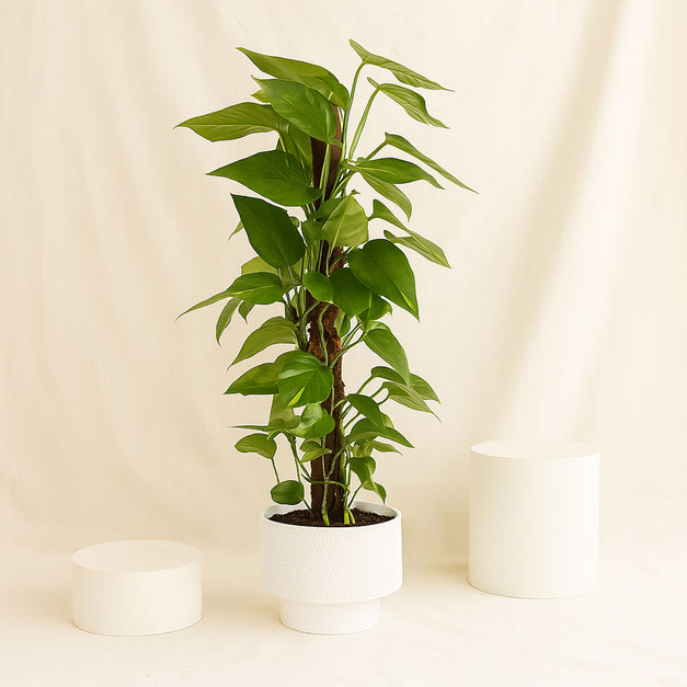 نبتة ابيبريمنيوم المتسلقة