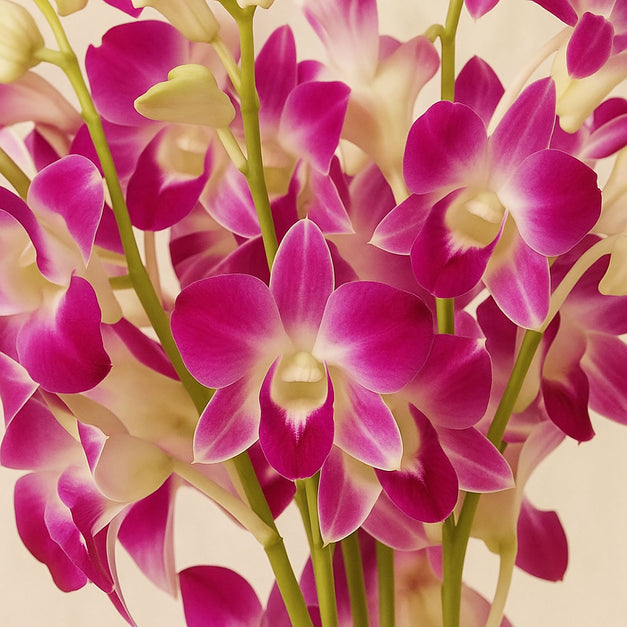 Mesmerizing Purple Orchid