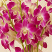 Mesmerizing Purple Orchid