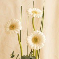 Gerbera n Patchi Chocolate Elegant Dish