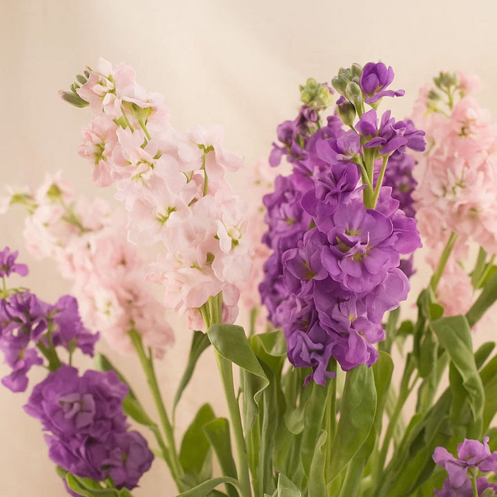 Graceful Matthiola Vase