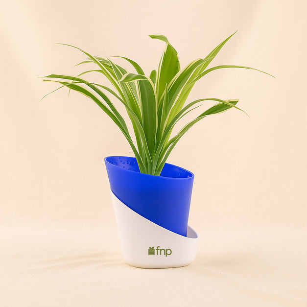 Green Trio Indoor Plant Set