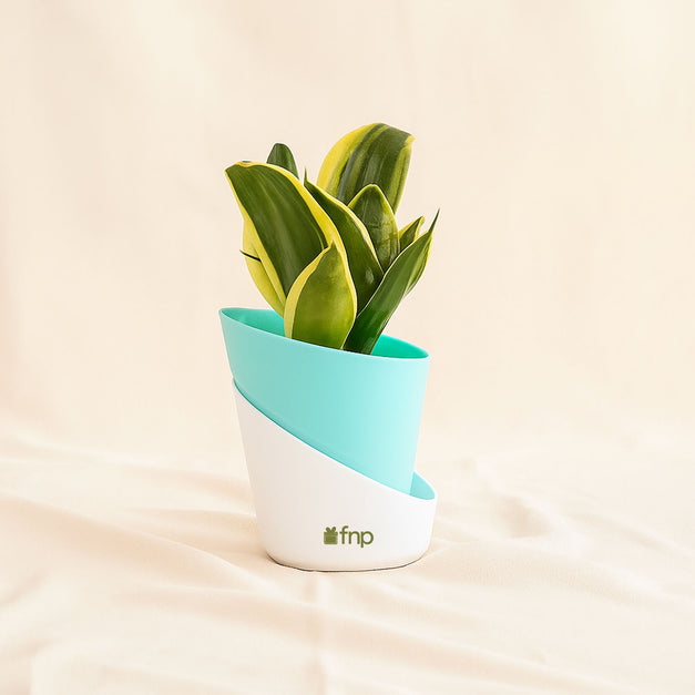 Green Trio Indoor Plant Set