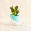 Green Trio Indoor Plant Set