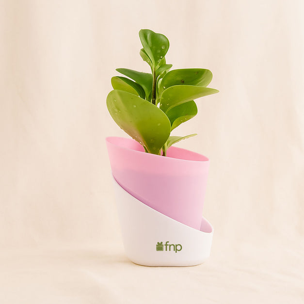Green Trio Indoor Plant Set