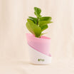 Green Trio Indoor Plant Set