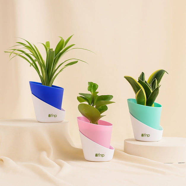 Green Trio Indoor Plant Set