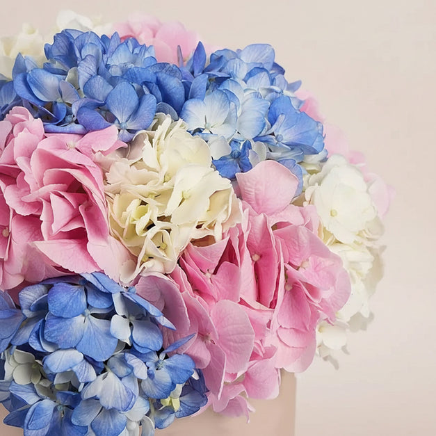 بوكس ورد تناغم الهيدرانج