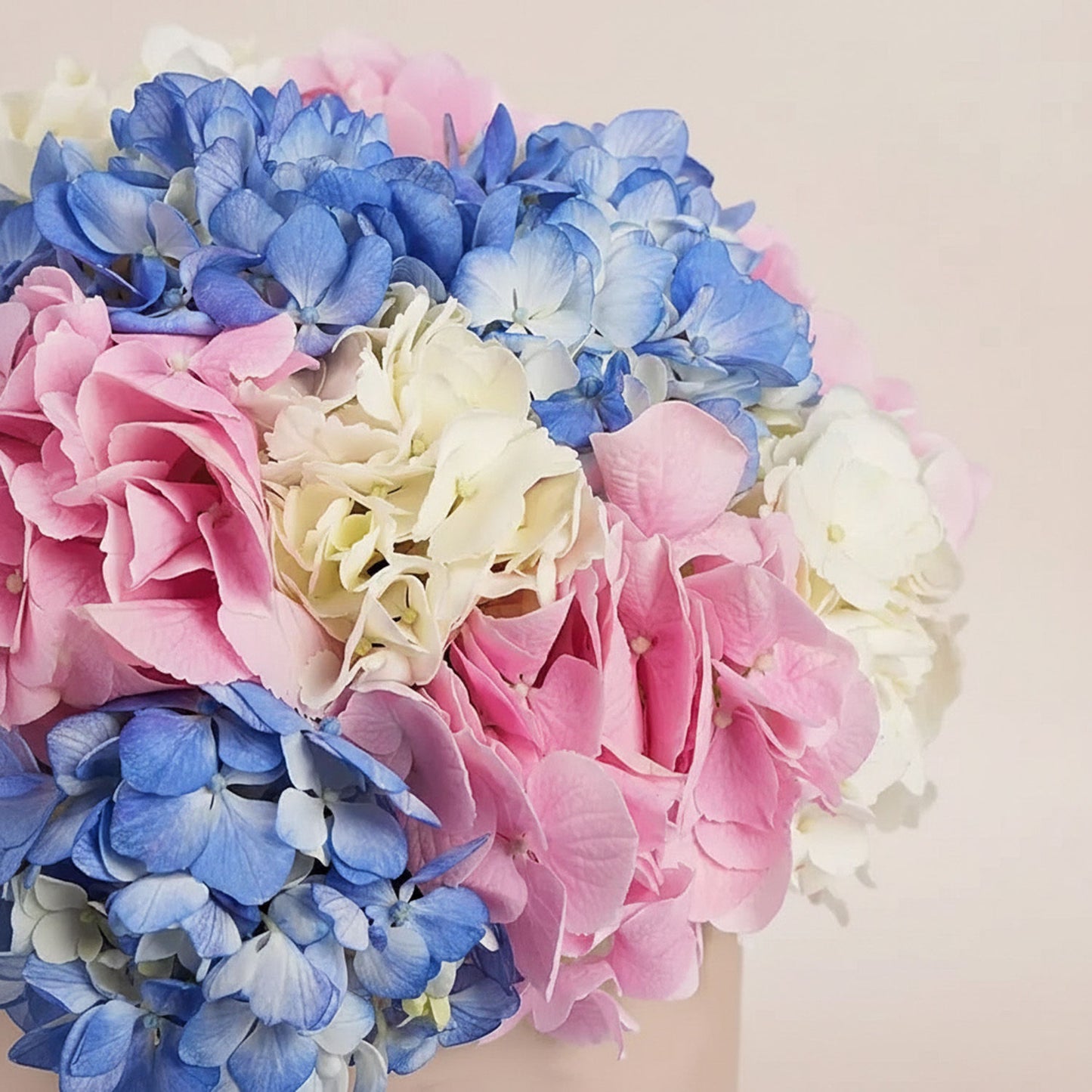 بوكس ورد تناغم الهيدرانج