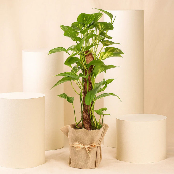Indoor  Epipremnum Aaureum Money Plant