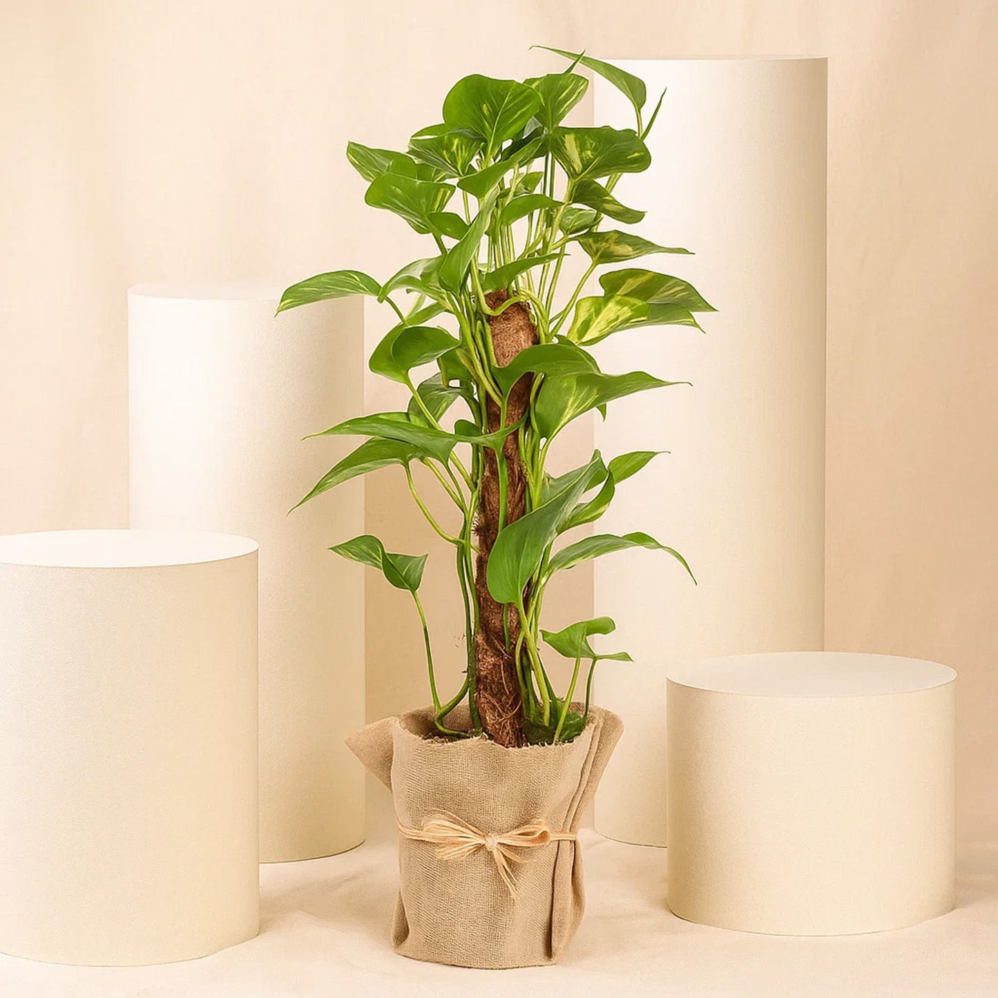 Indoor  Epipremnum Aaureum Money Plant