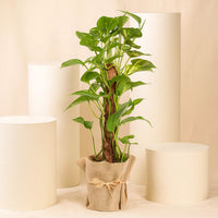 Indoor  Epipremnum Aaureum Money Plant